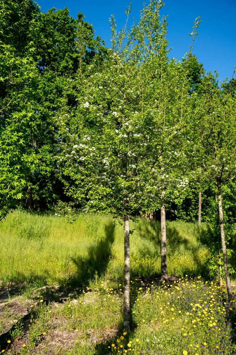 Crataegus monogyna no viveiro.