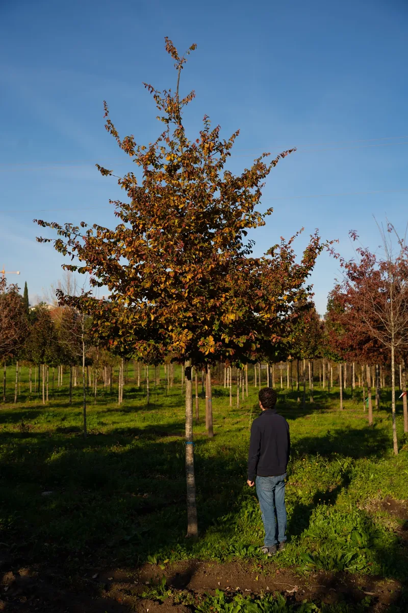 Parrotia persica com folhagem de outono num talhão de viveiro.