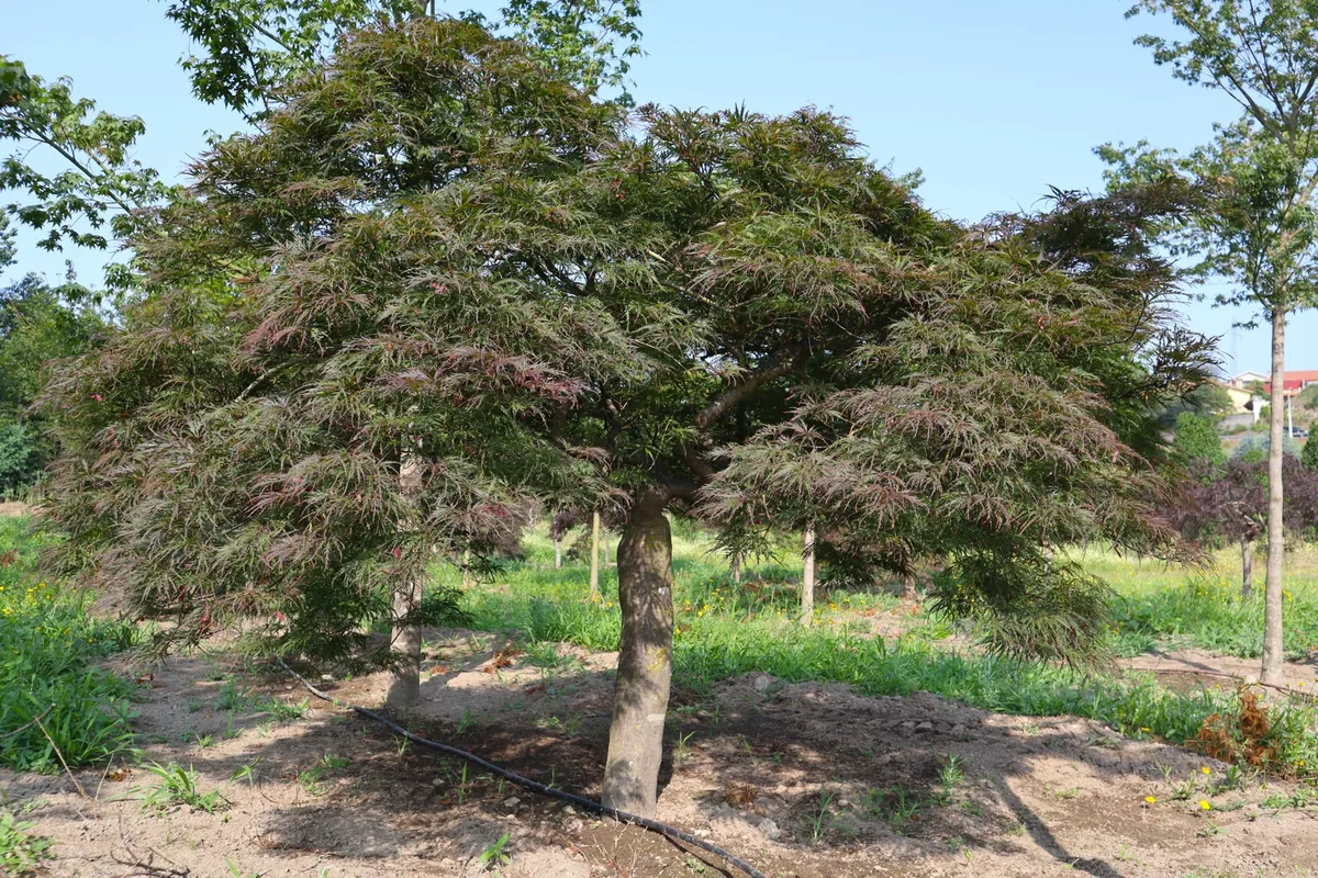 Acer palmatum dissectum 'Garnet' de porte baixo.
