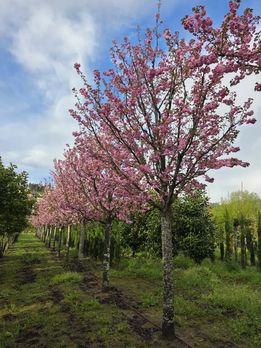Prunus serrulata 'Kanzan' em floração rosa.