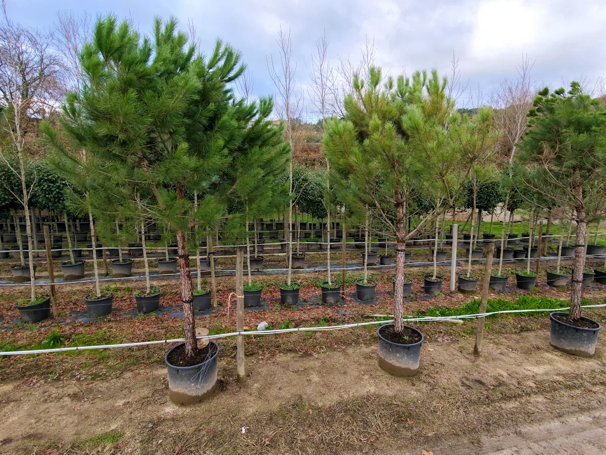 Pinus pinea em contentor no viveiro.