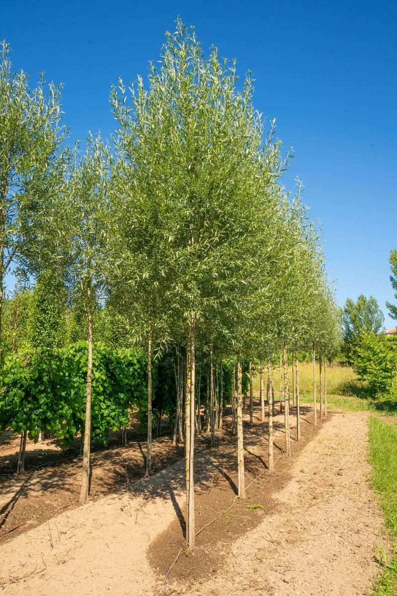 Salix alba em talhão de viveiro.
